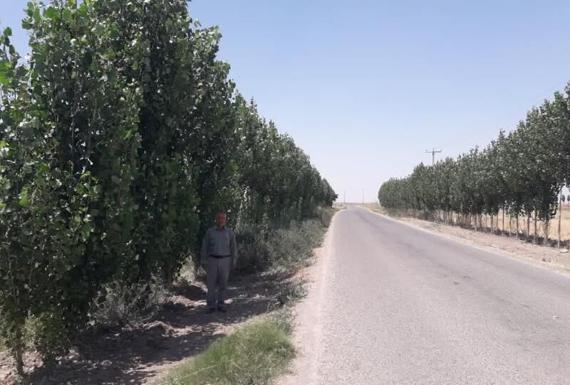 زراعت چوب، فرصتی طلایی برای درآمدزایی پایدار در گنبدکاووس است