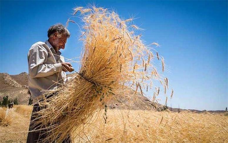 ۹۹.۲ درصد مطالبات گندمکاران گلستان پرداخت شد