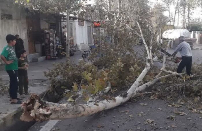 طوفان و باد شدید باعث سقوط ۶۰ اصله درخت در استان شد