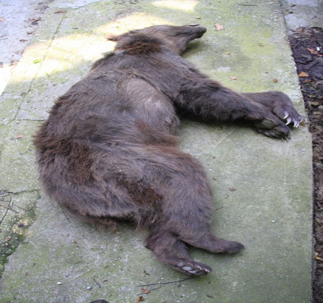 تلاش محیط بانان گلستان برای شناسایی شکارچیان یک قلاده خرس