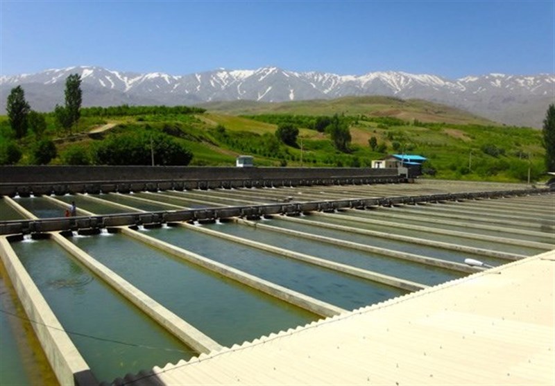  بیش از ۲۱ هزار تن محصولات شیلاتی در استان گلستان تولید می‌شود 