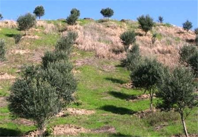 ۱۱۰ هزار هکتار از اراضی زراعی کم‎بازده استان گلستان به باغ تبدیل می‎شود