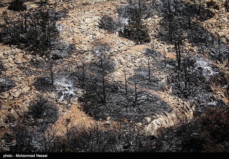  ۳۲ فقره آتش‌سوزی در اراضی جنگلی مراوه‌تپه رخ داده است 