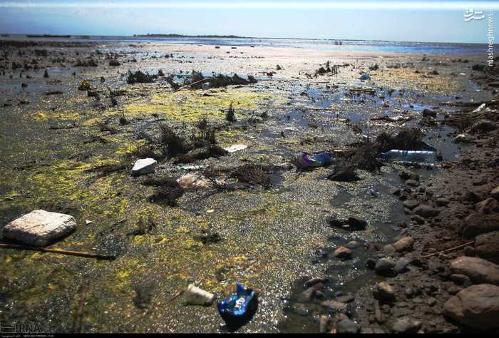 عکس/ خطر زیست محیطی برای نوار ساحلی خزر 