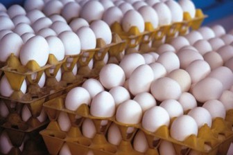 عامل گرانی تخم‌مرغ چیست؟ 
