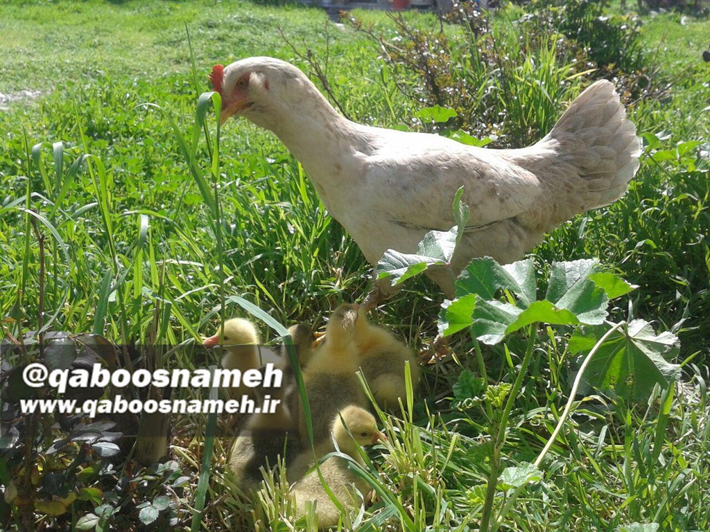 مادری کردن مرغ برای جوجه غازها در سال خروس +تصویر