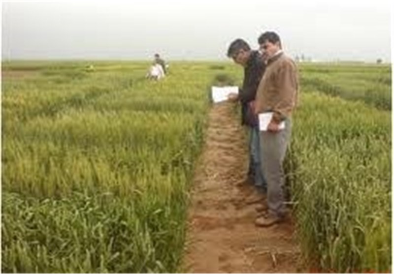  بیش از ۶ میلیارد ریال برای تحقیقات کشاورزی در استان گلستان اختصاص یافت 