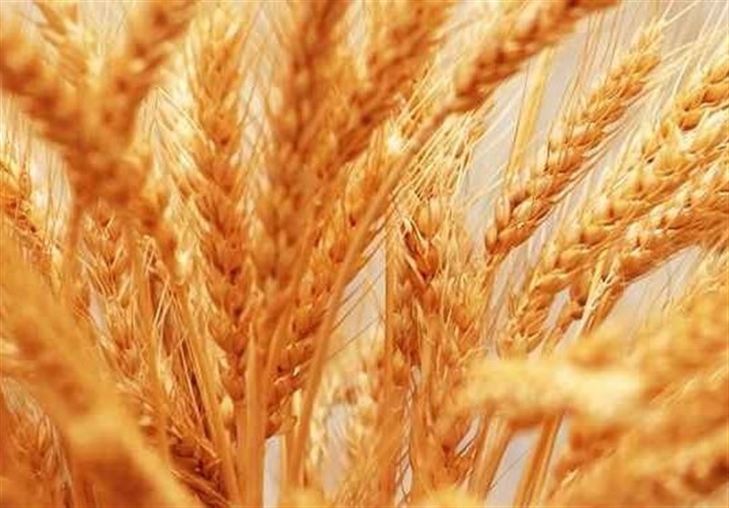  ۲۶۰ هزار تن گندم در شهرستان گنبدکاووس تولید می‎شود/برپایی ۱۰ مرکز خرید محصول در شهرستان 
