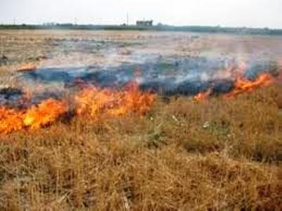  25 هکتار از مزارع گندم گنبدکاووس در آتش سوخت