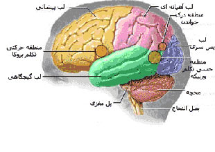 مراقب مغز خود باشیم! / مغز ناحیه ای حیاتی در بدن است