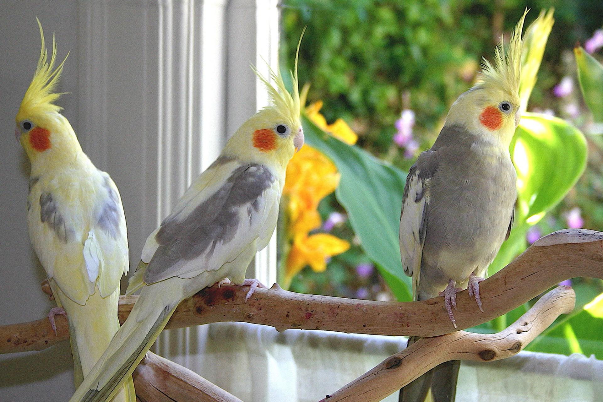 با پرورش پرندگان زینتی در حیاط منزل ماهانه ۳ میلیون تومان درآمد داشته باشید 