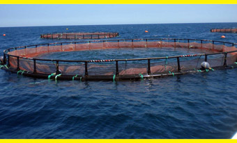 عدم موفقیت شیلات گلستان در اجرای طرح پرورش ماهیان در قفس 