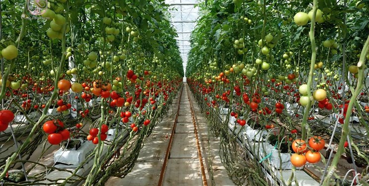 گنبدکاووس ظرفیت بسیار خوبی در کشت محصولات گلخانه‌ای دارد/ صادرات گوجه با کشت گلخانه