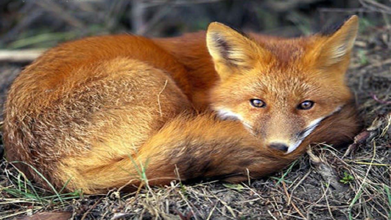 خطرانقراض یکی از زیباترین گونه های روباه درایران/روباه ترکمنی درمعرض انقراض قرار گرفت 