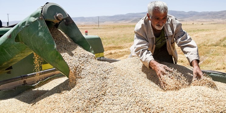 قیمت خرید تضمینی گندم برای فصل زراعی حدید اعلام شد